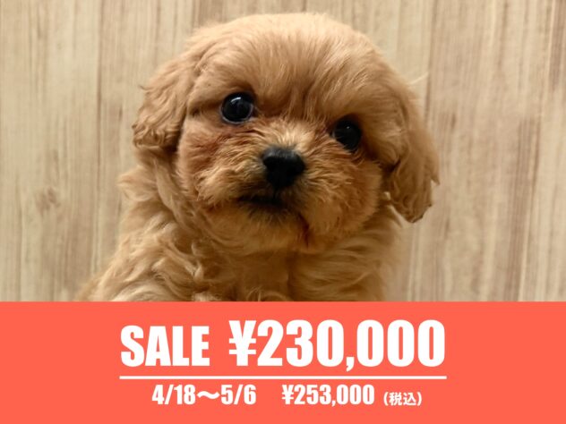 広島県のハーフ犬・ミックス犬 (アミーゴ東深津店/2025年2月7日生まれ/女の子/アプリコット)の子犬