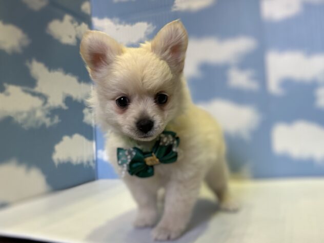 山形県のハーフ犬・ミックス犬 (アミーゴ山形北店/2025年2月18日生まれ/男の子/クリーム)の子犬