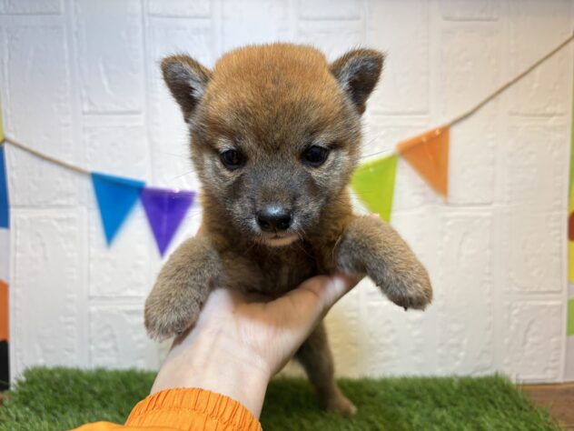 宮城県のシバイヌ（柴犬） (アミーゴ仙台富沢店/2025年2月3日生まれ/女の子/赤)の子犬