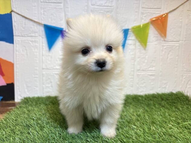 宮城県のポメラニアン (アミーゴ仙台富沢店/2025年2月10日生まれ/女の子/クリーム)の子犬