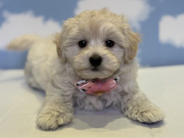 山形県のハーフ犬・ミックス犬 (アミーゴ山形北店/2025年2月23日生まれ/女の子/ホワイト)の子犬
