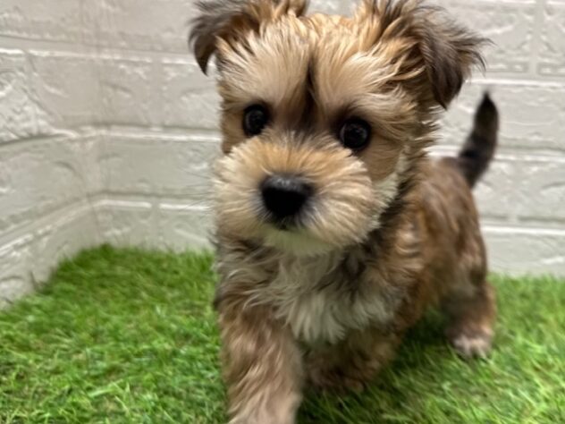 新潟県のハーフ犬・ミックス犬 (アミーゴ新潟小新店/2025年2月4日生まれ/男の子/フォーン)の子犬
