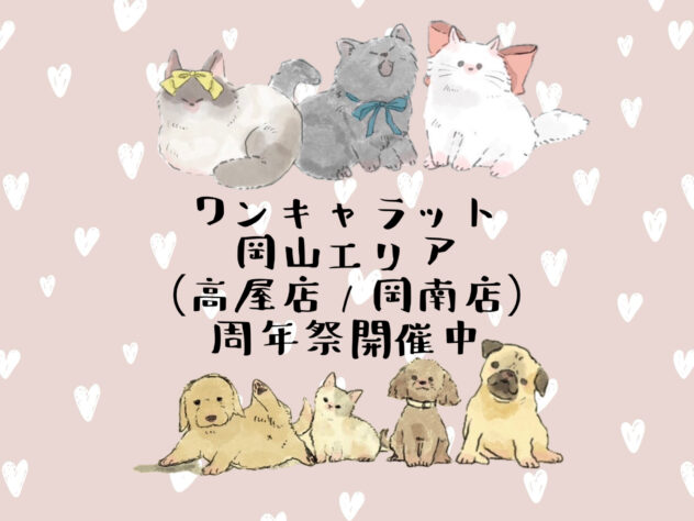岡山県のトイプードル(トイ) (アミーゴ高屋店/2025年2月20日生まれ/女の子/02 レッド系)の子犬