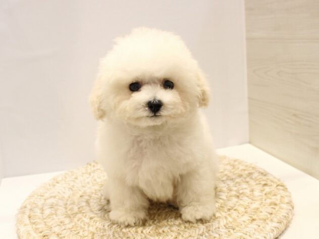 大阪府のトイプードル(トイ) (アミーゴ箕面店/2025年1月28日生まれ/男の子/ホワイト)の子犬