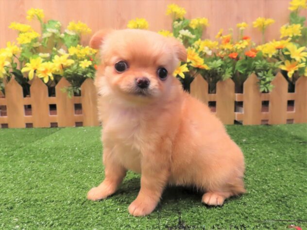 兵庫県のチワワ(ロング) (アミーゴ伊丹店/2025年2月20日生まれ/女の子/クリーム)の子犬