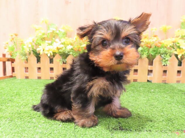 兵庫県のヨークシャーテリア (アミーゴ伊丹店/2025年2月17日生まれ/男の子/スチールブルータン)の子犬
