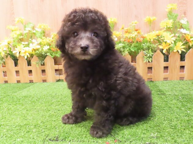 兵庫県のトイプードル(トイ) (アミーゴ伊丹店/2025年2月18日生まれ/男の子/グレー)の子犬