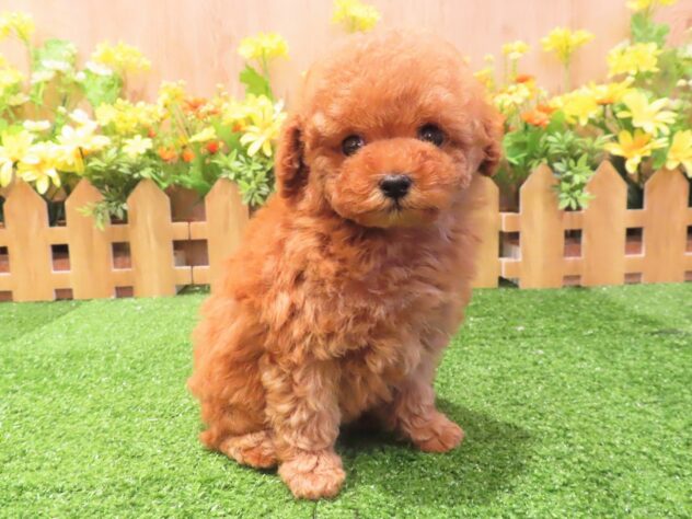 兵庫県のトイプードル(トイ) (アミーゴ伊丹店/2025年2月20日生まれ/女の子/オレンジフォーン)の子犬
