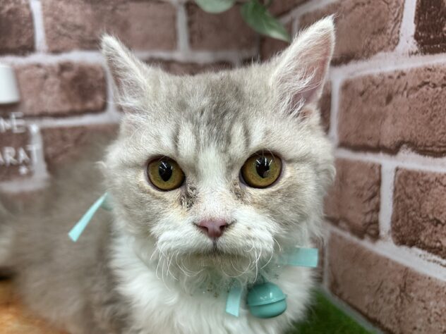 香川県のマンチカン (アミーゴ高松店/2024年10月9日生まれ/男の子/ブルータビーホワイト)の子猫