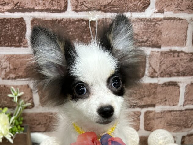 香川県のハーフ犬・ミックス犬 (アミーゴ高松店/2024年11月19日生まれ/女の子/パーティーカラー)の子犬