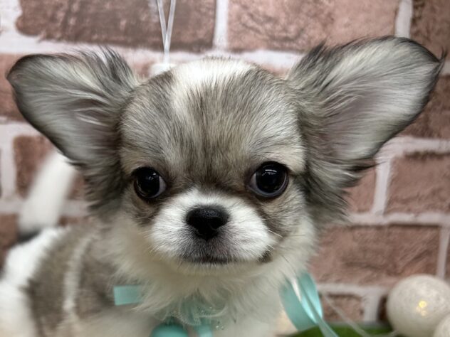 香川県のハーフ犬・ミックス犬 (アミーゴ高松店/2025年3月21日生まれ/男の子/セーブルホワイト)の子犬