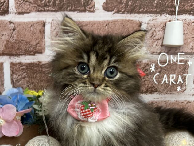香川県のラガマフィン (アミーゴ高松店/2025年2月16日生まれ/女の子/ブラウンタビーホワイト)の子猫