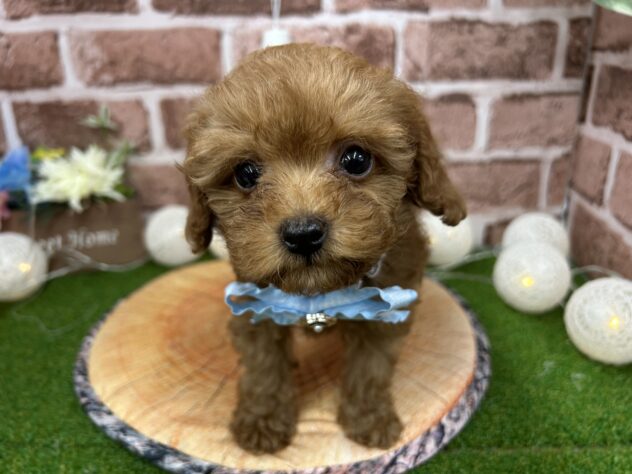 香川県のトイプードル(トイ) (アミーゴ高松店/2025年2月21日生まれ/男の子/レッドフォーン)の子犬