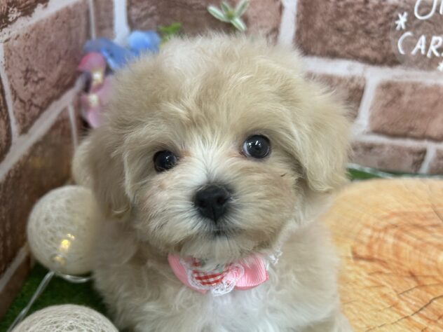 香川県のハーフ犬・ミックス犬 (アミーゴ高松店/2025年2月28日生まれ/女の子/クリーム)の子犬