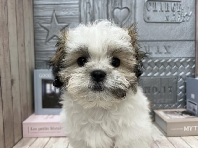 岡山県のハーフ犬・ミックス犬 (アミーゴ高屋店/2025年1月10日生まれ/女の子/ホワイトゴールド)の子犬