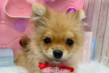 岡山県のポメラニアン (アミーゴ高屋店/2024年11月20日生まれ/女の子/ウルフセーブル)の子犬