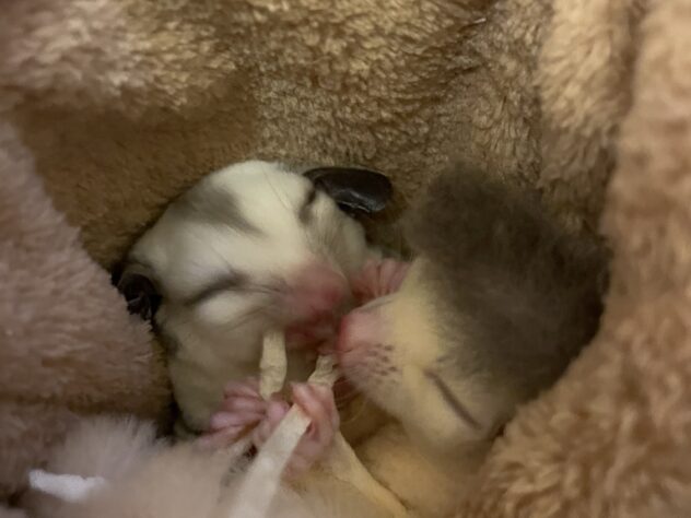 シュシュ＆ミミ