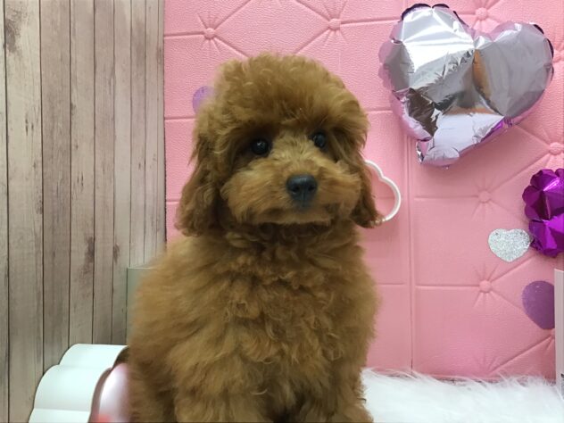 岡山県のトイプードル(トイ) (アミーゴ高屋店/2024年12月26日生まれ/女の子/レッド)の子犬