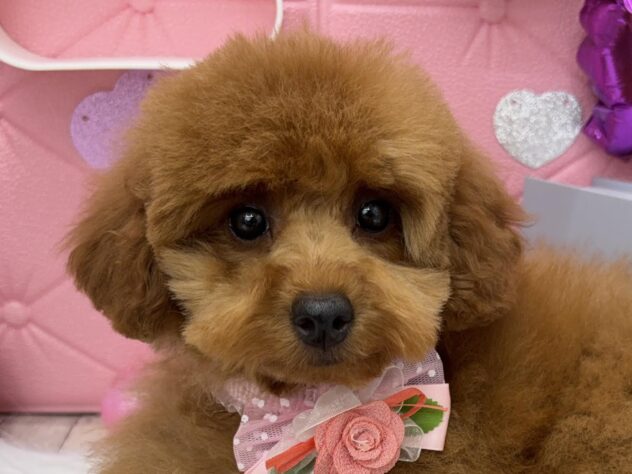 岡山県のトイプードル(トイ) (アミーゴ高屋店/2024年12月26日生まれ/女の子/レッド)の子犬