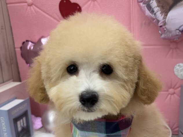 岡山県のトイプードル(トイ) (アミーゴ高屋店/2025年1月13日生まれ/女の子/アプリコット)の子犬
