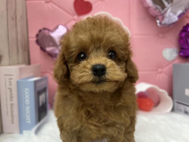 岡山県のトイプードル(トイ) (アミーゴ高屋店/2025年2月20日生まれ/女の子/レッドフォーン)の子犬