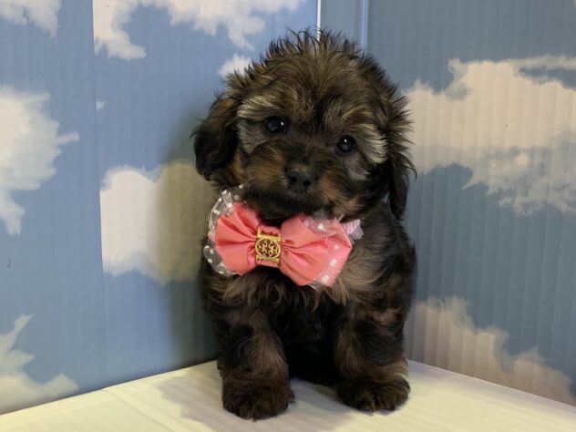 山形県のハーフ犬・ミックス犬 (アミーゴ山形北店/2025年2月19日生まれ/女の子/02 レッド系)の子犬