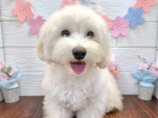 兵庫県のハーフ犬・ミックス犬 (アミーゴ姫路飾磨店/2024年9月18日生まれ/男の子/クリーム)の子犬