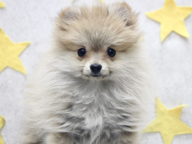 愛媛県のポメラニアン (アミーゴ新居浜店/2025年1月22日生まれ/女の子/オレンジ)の子犬