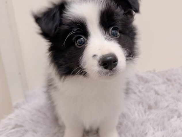 茨城県のボーダーコリー (アミーゴ神栖店/2025年2月13日生まれ/女の子/ブラックホワイト)の子犬