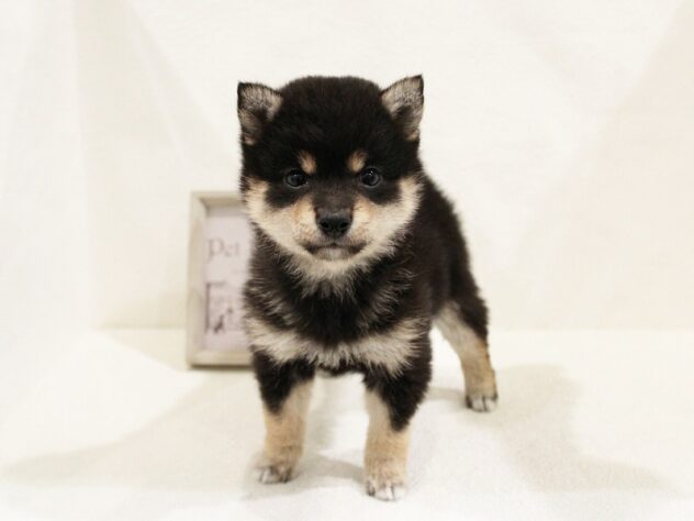兵庫県の豆柴 (アミーゴ神戸灘店/2025年2月8日生まれ/女の子/黒)の子犬