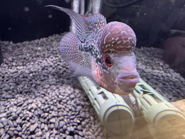 フラワーホーン紅麒麟（ベニキリン） | ペットワールド アミーゴ