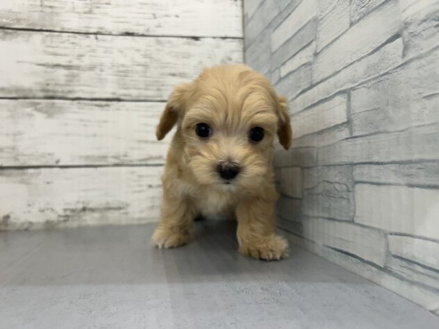 広島県のハーフ犬・ミックス犬 (アミーゴ多治米店/2025年2月12日生まれ/女の子/クリーム)の子犬