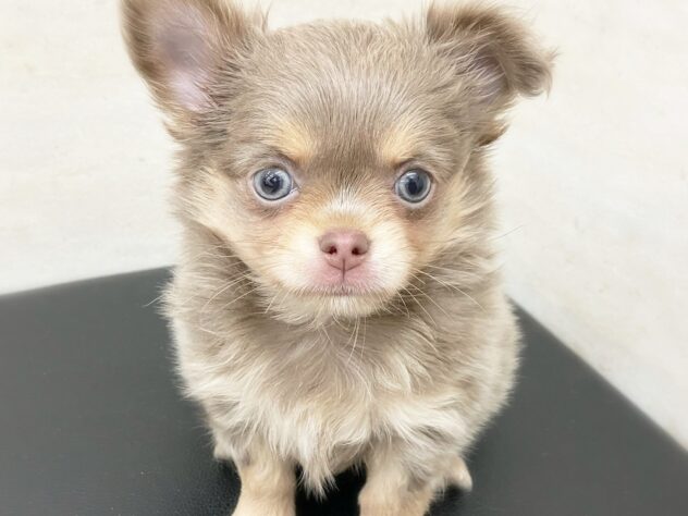 愛知県のチワワ(ロング) (アミーゴ神の倉店/2025年2月15日生まれ/男の子/イザベラ)の子犬