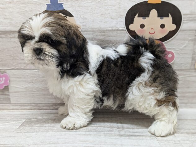 宮城県のシーズー (アミーゴ多賀城店/2025年1月22日生まれ/男の子/ホワイトゴールド)の子犬