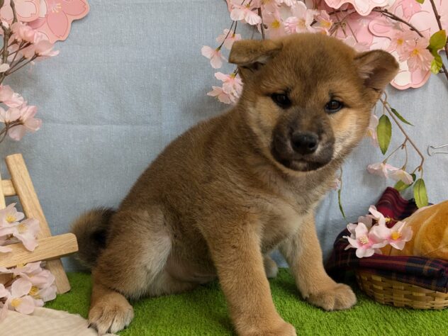 宮城県のシバイヌ（柴犬） (アミーゴ古川駅前店/2025年2月11日生まれ/男の子/赤)の子犬