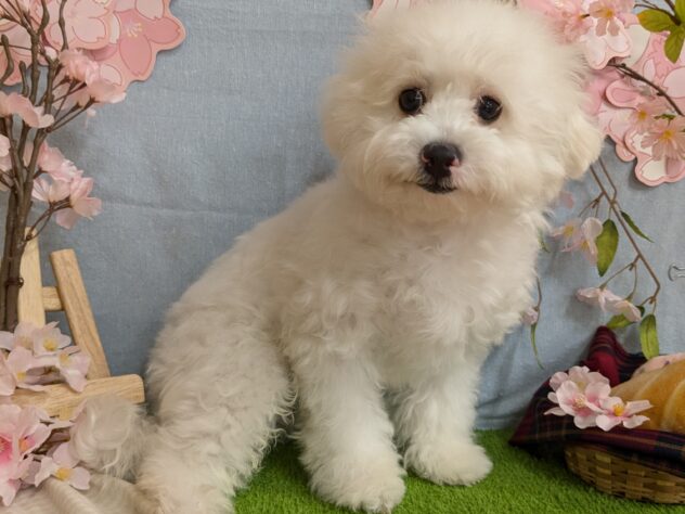 宮城県の小型犬 (アミーゴ古川駅前店/2024年11月2日生まれ/男の子/ホワイト)の子犬