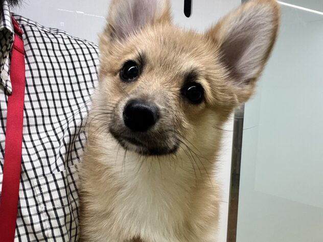 福島県のハーフ犬・ミックス犬 (アミーゴ須賀川店/2024年11月4日生まれ/男の子/レッドホワイト)の子犬