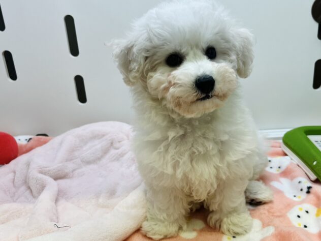 福島県のビションフリーゼ (アミーゴ須賀川店/2025年2月2日生まれ/男の子/白)の子犬