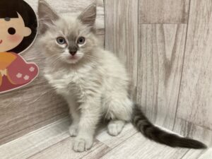 岩手県のラグドール (アミーゴ一関店/2025年1月8日生まれ/女の子/シールリンクスポイント)の子猫
