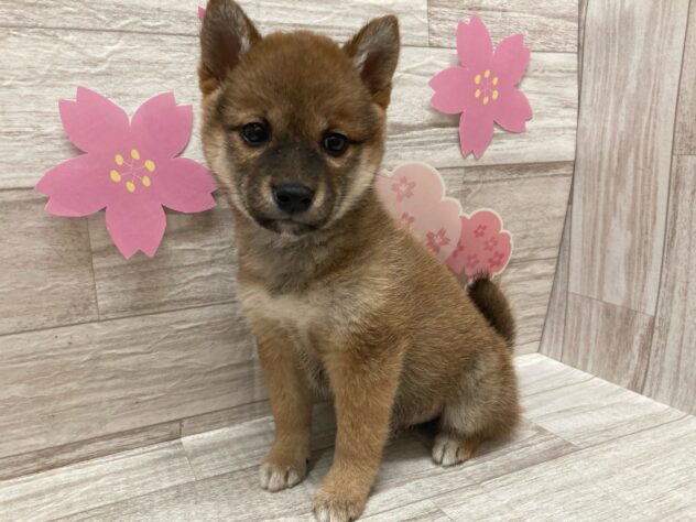 宮城県のシバイヌ（柴犬） (アミーゴ多賀城店/2025年2月19日生まれ/女の子/赤)の子犬