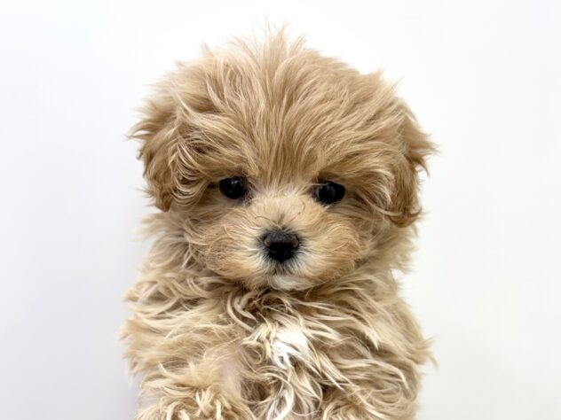 福島県のハーフ犬・ミックス犬 (アミーゴ郡山南店/2025年1月20日生まれ/女の子/アプリコット)の子犬