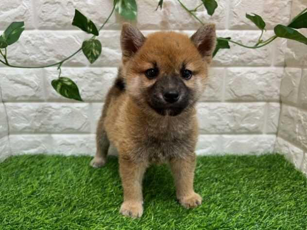 新潟県のシバイヌ（柴犬） (アミーゴ紫竹山店/2025年2月3日生まれ/男の子/赤)の子犬