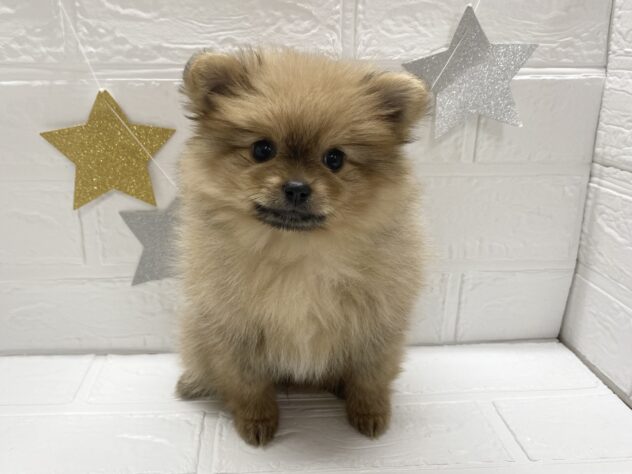 宮城県のポメラニアン (アミーゴ仙台富沢店/2025年1月25日生まれ/女の子/オレンジ)の子犬