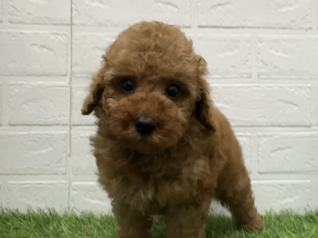 新潟県のトイプードル(トイ) (アミーゴ新潟小新店/2025年2月22日生まれ/男の子/レッド)の子犬