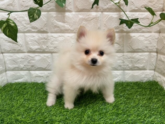 新潟県のポメラニアン (アミーゴ紫竹山店/2025年2月10日生まれ/女の子/クリーム)の子犬