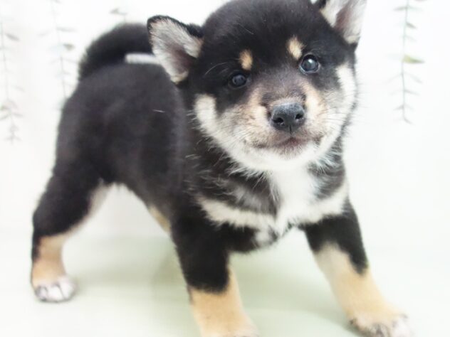 愛知県のシバイヌ（柴犬） (アミーゴ豊橋牧野店/2025年1月29日生まれ/男の子/黒)の子犬