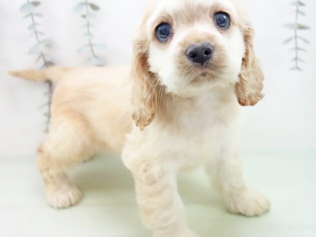 愛知県のアメリカンコッカースパニエル (アミーゴみなと店/2025年2月9日生まれ/女の子/バフ)の子犬