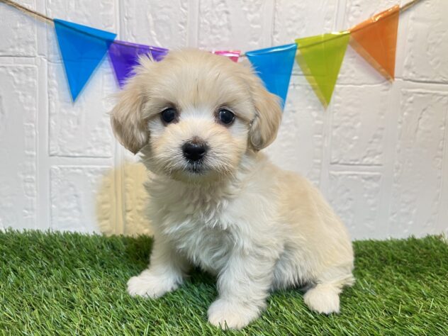福島県のハーフ犬・ミックス犬 (アミーゴ郡山南店/2025年2月19日生まれ/女の子/クリーム)の子犬