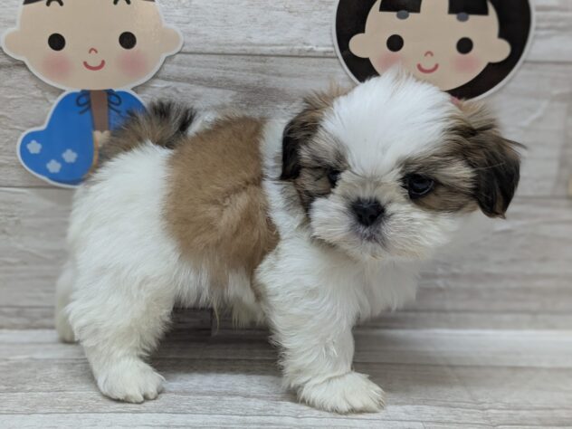 秋田県のシーズー (アミーゴ横手店/2025年1月23日生まれ/男の子/ホワイトゴールド)の子犬