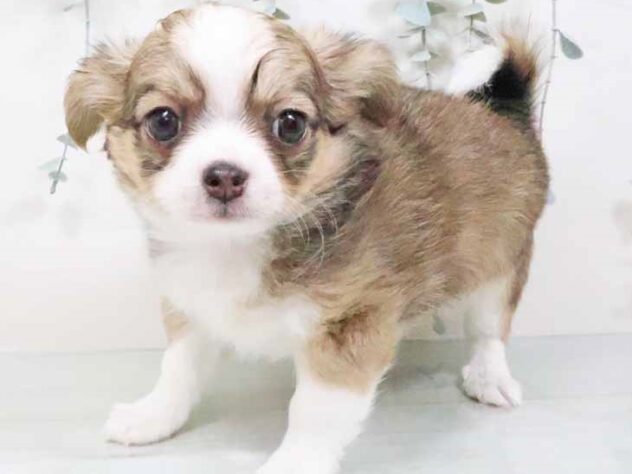 大阪府のチワワ(ロング) (アミーゴ松原店/2025年1月25日生まれ/男の子/フォーンセーブル)の子犬